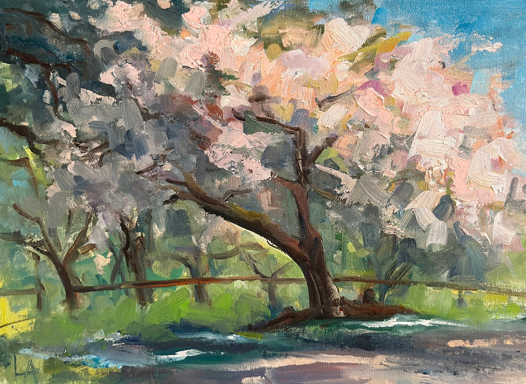 Cherry Blossoms in Spring